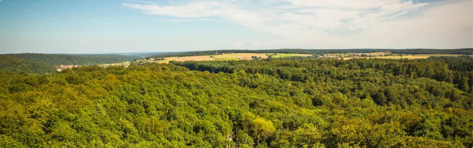 An aerial view of Soul Forest — a vast green canopy regenerating across the landscape